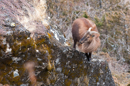 Trekking in Great Himalayan National Park